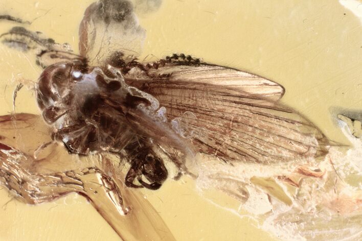 Fossil Male Moth Fly (Psychodidae) In Baltic Amber #352854